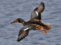 Northern Shoveler